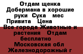 Отдам щенка Добермана в хорошие руки. Сука 5 мес. Привита › Цена ­ 5 000 - Все города Животные и растения » Отдам бесплатно   . Московская обл.,Железнодорожный г.